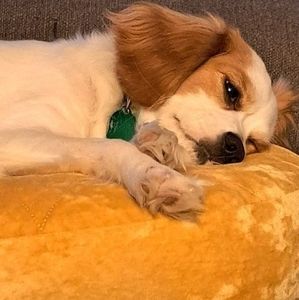 Meet your Posher, Pam